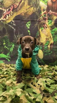 Rescue Shepherd and Labrador Retriever Dogs for Adoption in Oxford, Michigan - Emma | PetCurious