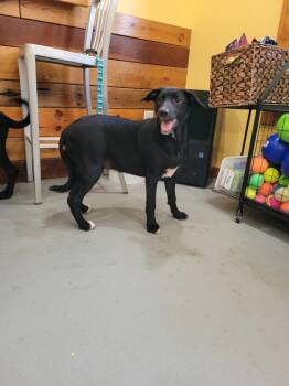 Smith Doodle 1 -  Mountain Cur and Poodle Dog for Adoption in Lawrenceburg, Tennessee - Smith Doodle 1 | PetCurious