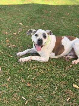 Pit Bull Terrier Dogs Available for Adoption in Pawleys Island, South Carolina - Sissy | PetCurious