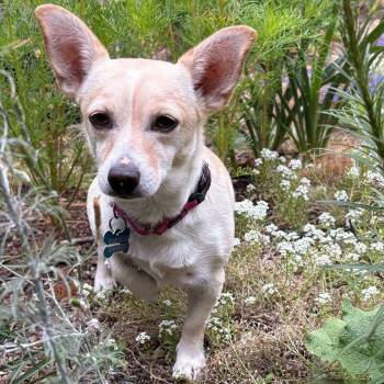 Georgia -  Chihuahua and Terrier Dog for Adoption in Clayton, California - Georgia | PetCurious