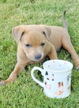 Jojo coming soon -  American Staffordshire Terrier and Dachshund Dog for Adoption in Scottsdale, Arizona - Jojo Coming Soon | PetCurious