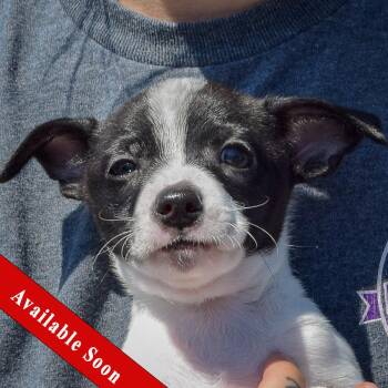 Yankee Doodle -  Rat Terrier and Jack Russell Terrier Dog for Adoption in Huntley, Illinois - Yankee Doodle | PetCurious
