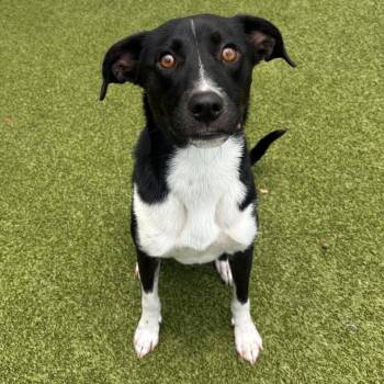 Jagger -  Mixed Breed Dog for Adoption in Titusville, Florida - Jagger | PetCurious