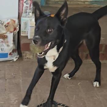 Bentley -  Mixed Breed Dog for Adoption in Midland, Texas - Bentley | PetCurious