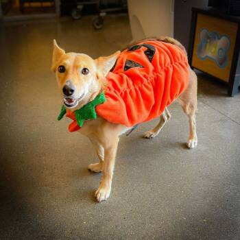 Rescue Carolina Dog Dogs for Adoption in Bastrop, Texas - Emi 25-09-111 | PetCurious