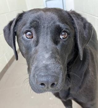 Pit Bull Terrier and Labrador Retriever Dogs Available for Adoption in Christiansburg, Virginia - Becky | PetCurious