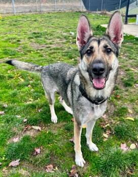 Rescue German Shepherd Dog Dogs for Adoption in Salem, Oregon - Aurora | PetCurious