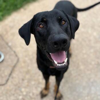 Paco 26-07-147 -  Doberman Pinscher and Mixed Breed Dog for Adoption in Bastrop, Texas - Paco 26-07-147 | PetCurious