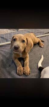 Kenny (GA) -  Basset Hound Dog for Adoption in New York, New York - Kenny (GA) | PetCurious