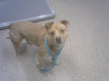 Australian Cattle Dog Blue Heeler and Mixed Breed Dogs Available for Adoption - MOMO | PetCurious