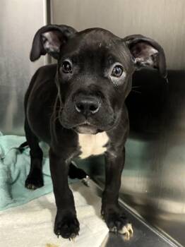TOM -  Pit Bull Terrier Dog for Adoption - TOM | PetCurious