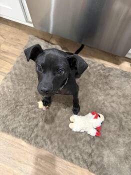 Dachshund Dogs Available for Adoption in Elmwood, Louisiana - Elmer | PetCurious