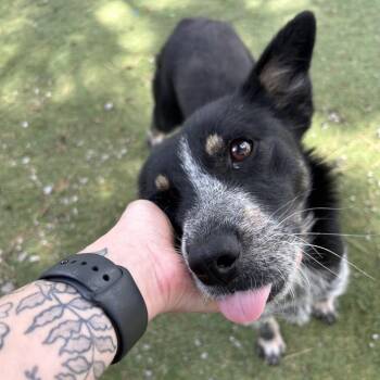 Spinach - Butler Campus -  Australian Cattle Dog Blue Heeler and Mixed Breed Dog for Adoption in Flagstaff, Arizona - Spinach - Butler Campus | PetCurious