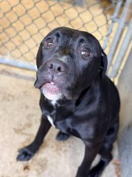 Akira -  Pit Bull Terrier Dog for Adoption in Chicago, Illinois - Akira | PetCurious