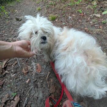 Jojo -  Mixed Breed Dog for Adoption in Walker, Michigan - Jojo | PetCurious