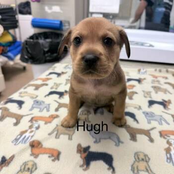 Hugh -  Mixed Breed Dog for Adoption in Knoxville, Tennessee - Hugh | PetCurious