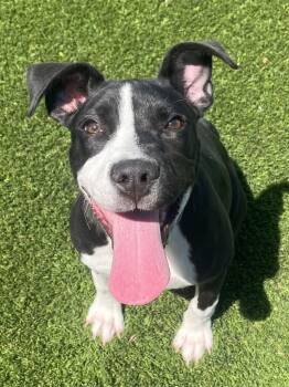 Pit Bull Terrier Dogs Available for Adoption in Frankfort, Kentucky - March | PetCurious