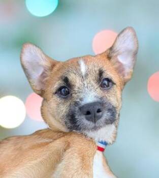 Murphy -  Mixed Breed Dog for Adoption in Schaumburg, Illinois - Murphy | PetCurious
