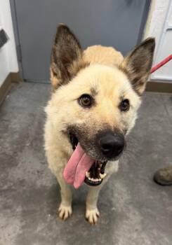 Romy -  Husky Dog for Adoption in Yellowknife, Northwest Territories - Romy | PetCurious