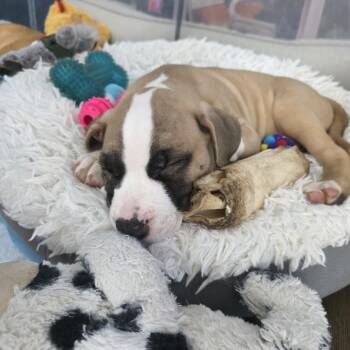 Miso -  Pit Bull Terrier Dog for Adoption in Chicago, Illinois - Miso | PetCurious