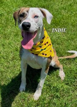 Hound Dogs Available for Adoption in Monroe, North Carolina - Indie | PetCurious