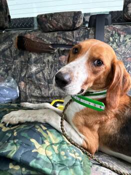 American Foxhound Dogs Available for Adoption - Penny Sweetheart Houndy Girl | PetCurious
