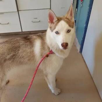 Mixed Breed Dogs Available for Adoption in Fairport, New York - Alexander | PetCurious