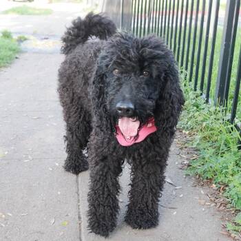 Standard Poodle and Mixed Breed Dogs Available for Adoption - JET | PetCurious