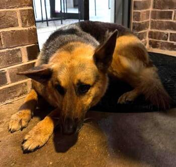 German Shepherd Dog Dogs Available for Adoption in Dallas, Texas - Baya | PetCurious
