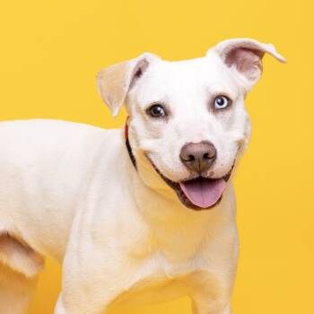 Rescue Mixed Breed Dogs for Adoption in Franklin, Tennessee - Chowder | PetCurious