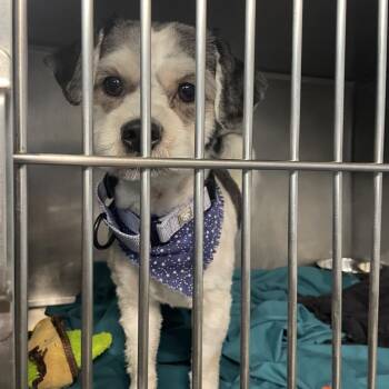 Myles -  Shih Tzu Dog for Adoption in Savannah, Georgia - Myles | PetCurious