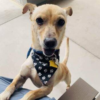 Rescue Chihuahua Dogs for Adoption in Phoenix, Arizona - Tiny Tim | PetCurious
