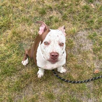 Pit Bull Terrier Dogs Available for Adoption in Chesapeake, Virginia - Speck | PetCurious