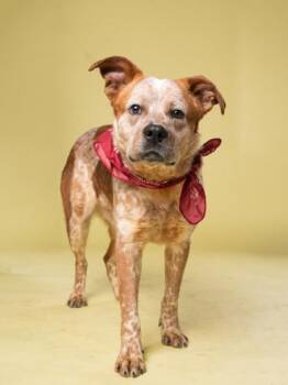 Royal -  Mixed Breed Dog for Adoption in Atlanta, Georgia - Royal | PetCurious