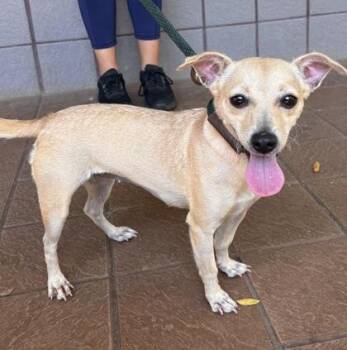 Rowena -  Terrier and Mixed Breed Dog for Adoption in Honolulu, Hawaii - Rowena | PetCurious