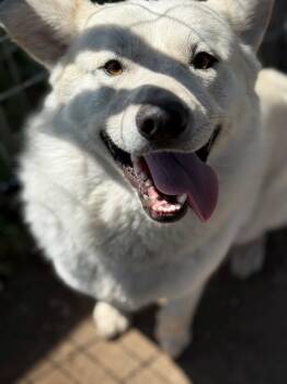Rescue Husky and Labrador Retriever Dogs for Adoption in Tehachapi, California - Kai | PetCurious