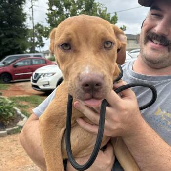 Shein -  Pit Bull Terrier and Labrador Retriever Dog for Adoption in Columbia, South Carolina - Shein | PetCurious