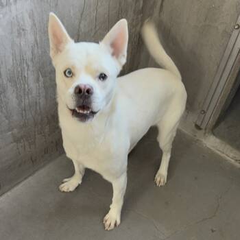 Rescue Pit Bull Terrier and Shepherd Dogs for Adoption in Los Angeles, California - Astro A2220795 | PetCurious