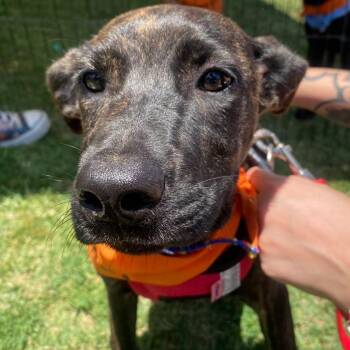 Tammy -  Labrador Retriever and Terrier Dog for Adoption in Santa Ana, California - Tammy | PetCurious