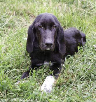 Tyreese -  Great Pyrenees and Basset Hound Dog for Adoption in Nashville, Tennessee - Tyreese | PetCurious