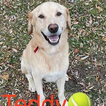 Teddy in New England -  Labrador Retriever Dog for Adoption in Waitsfield, Vermont - Teddy In New England | PetCurious