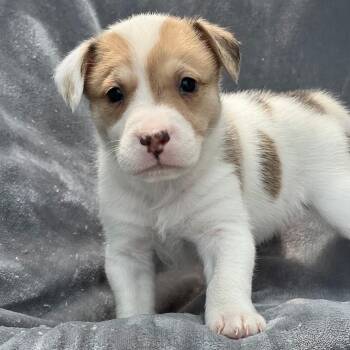 Spaniel and Shepherd Dogs Available for Adoption in San Diego, California - Japan Pup - Tamura | PetCurious
