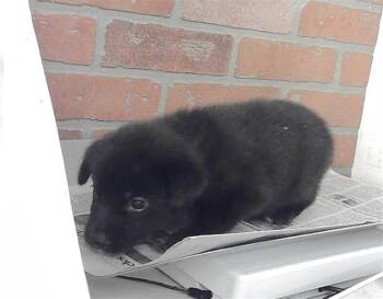 A2078046 -  Labrador Retriever and Mixed Breed Dog for Adoption in Houston, Texas - A2078046 | PetCurious