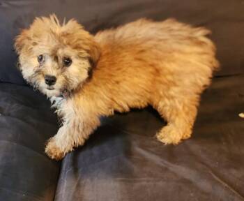 Cookie -  Lhasa Apso and Miniature Poodle Dog for Adoption in Union Grove, Wisconsin - Cookie | PetCurious