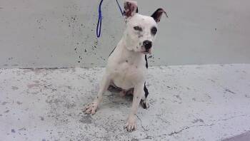 MALCOM -  Staffordshire Bull Terrier Dog for Adoption in Houston, Texas - MALCOM | PetCurious