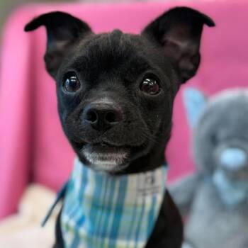 Ding Dong -  Chihuahua and Mixed Breed Dog for Adoption in Tacoma, Washington - Ding Dong | PetCurious
