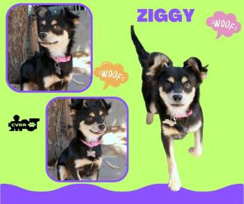 Ziggy -  Terrier and Papillon Dog for Adoption in Lindsay, California - Ziggy | PetCurious