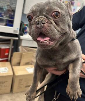 Mixed Breed Dogs Available for Adoption - GORDO | PetCurious