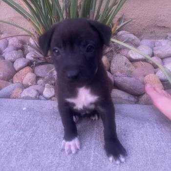 Kona -  Labrador Retriever and Spaniel Dog for Adoption in Escondido, California - Kona | PetCurious