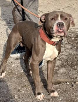 Mixed Breed Dogs Available for Adoption - Buckwheat | PetCurious